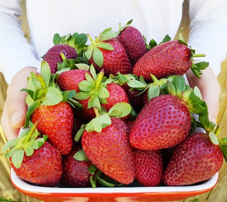 Beautiful Australian strawberries